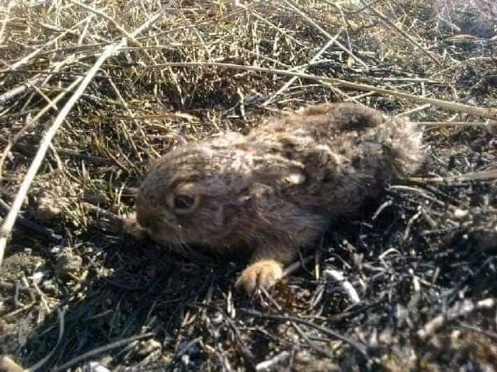 Вот почему нельзя жечь траву на природе.