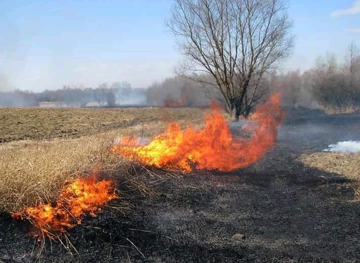 Вот почему нельзя жечь траву на природе.