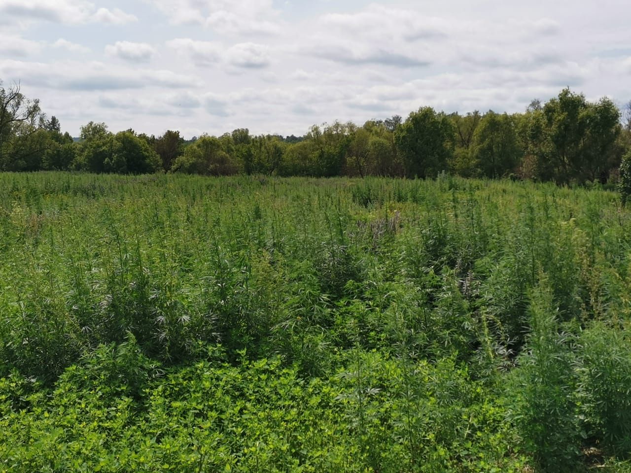 В Ютазинском районе обнаружено более 109 гектаров дикорастущей конопли