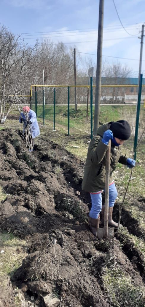 В селах района продолжается акция по посадке деревьев