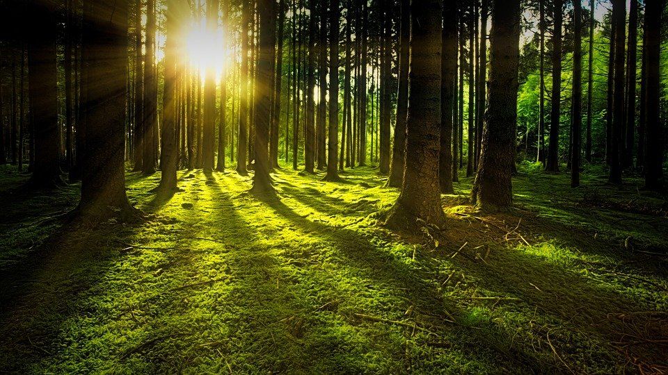 В Татарстане готовятся к проведению лесовосстановительных работ в рамках национального проекта «Экология»