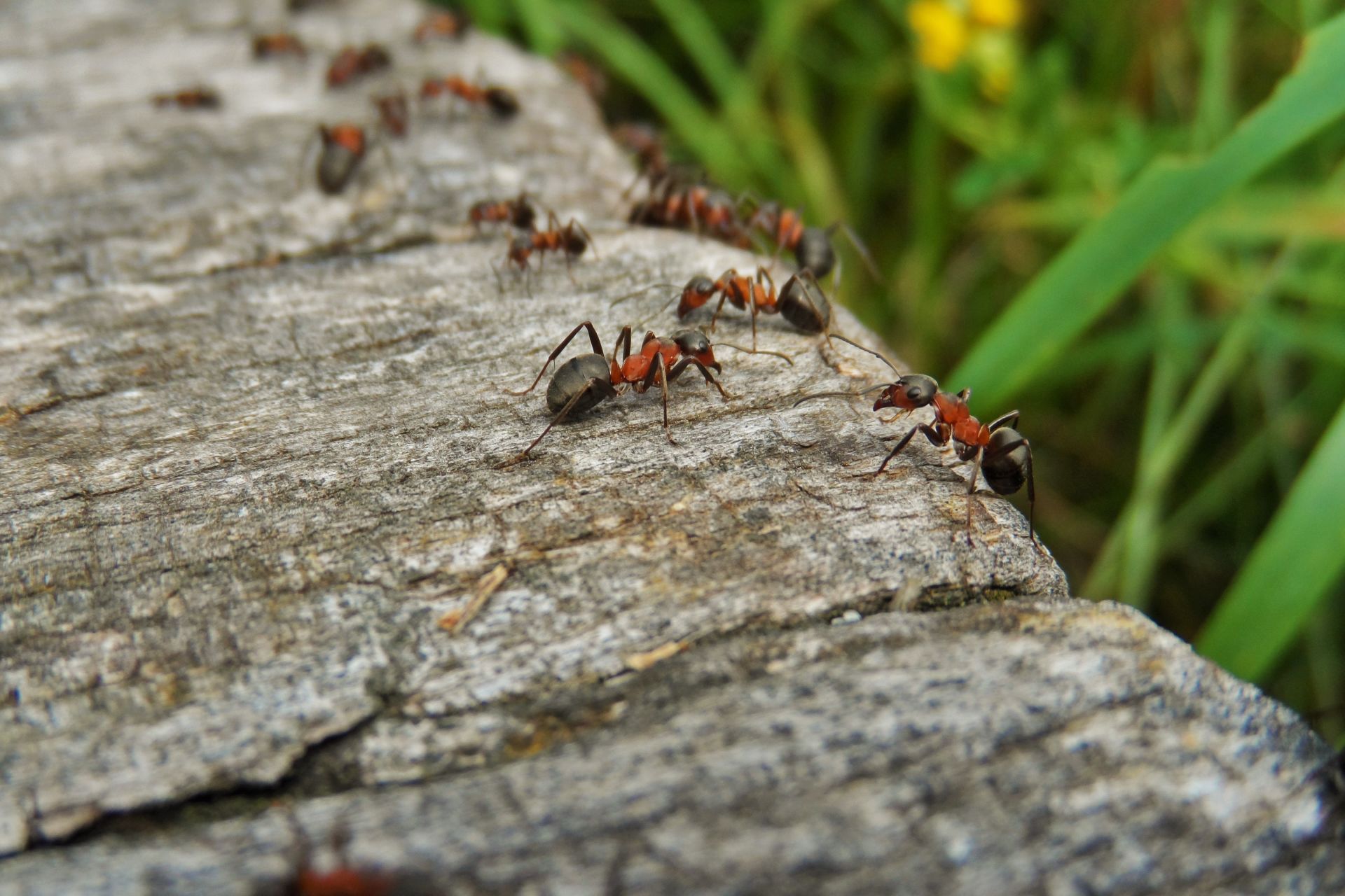 Манка спасает от муравьев