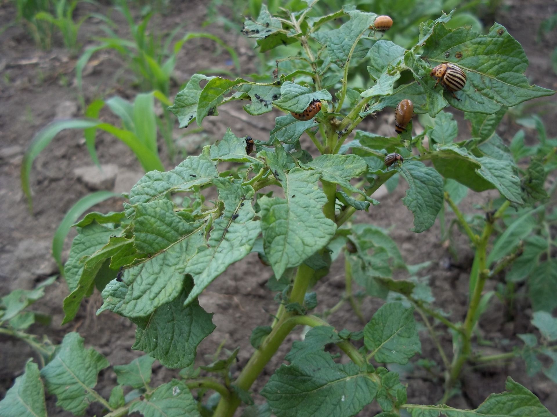 Как избавиться от колорадского жука и получить здоровый урожай картофеля? 