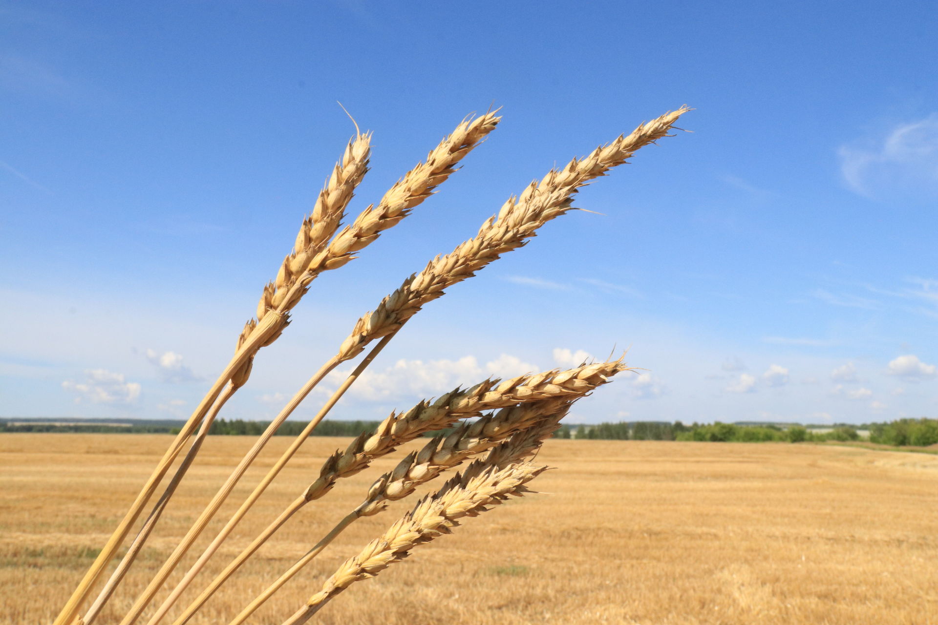 В «Уныше» приступили к уборке озимой пшеницы