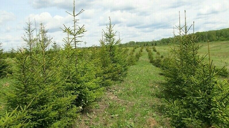 В 2023 году в Татарстане и еще в 13 регионах не допущено возникновения лесных пожаров