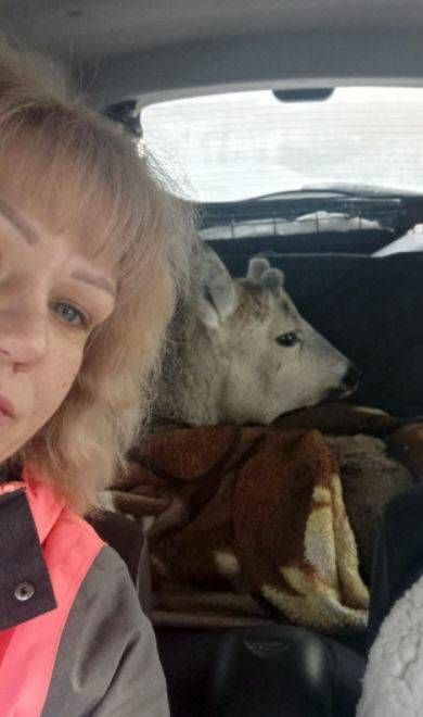 В Нижнекамске спасли косулю, застрявшую в заборе
