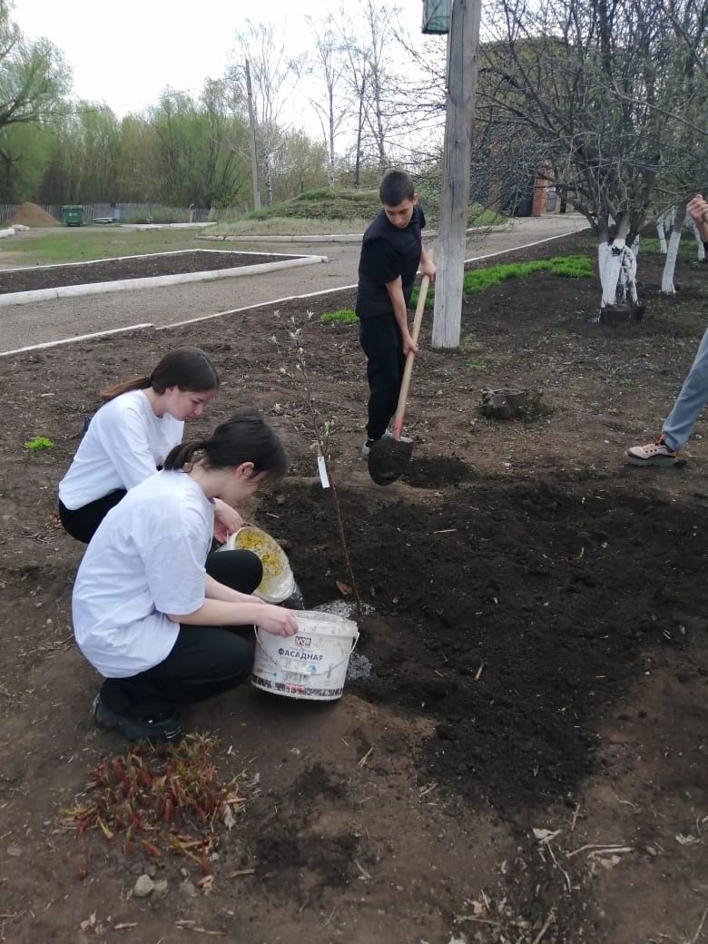 Сажая яблони, выпускники оставляют след в родной школе