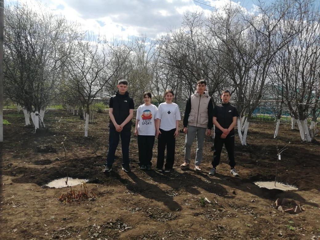Сажая яблони, выпускники оставляют след в родной школе