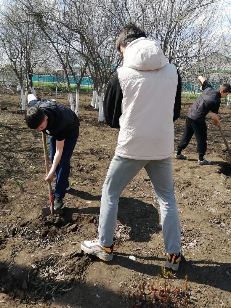 Сажая яблони, выпускники оставляют след в родной школе