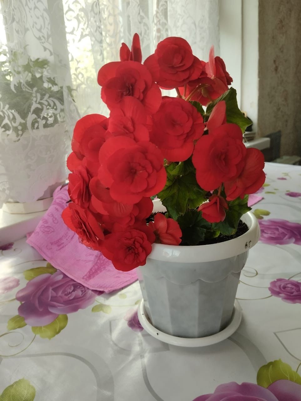 Наш сад