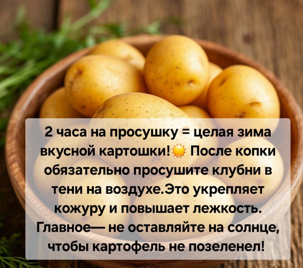 Сентябрь в Ютазинском районе: главные секреты уборки и хранения картофеля!