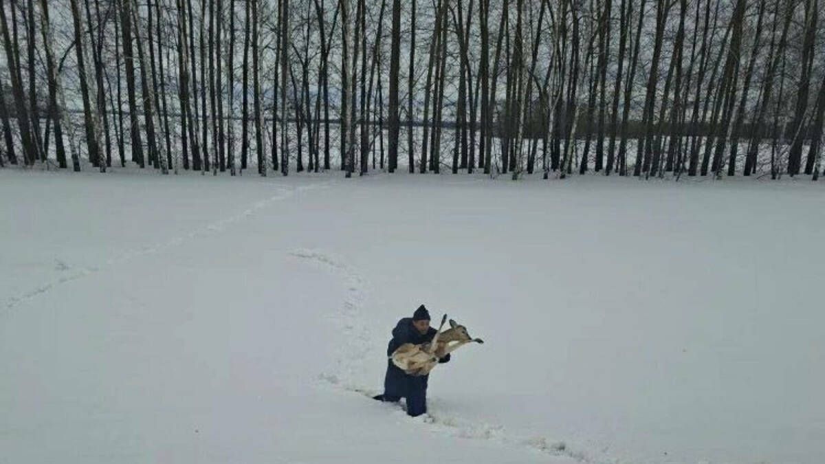 Очередная пленница сугроба: косулю спасли в Татарстане