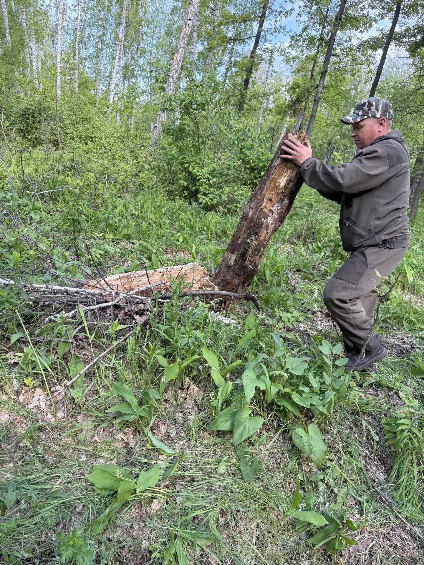 Ютазы урманнары төбәкнең яшел калканы булып хезмәт итә