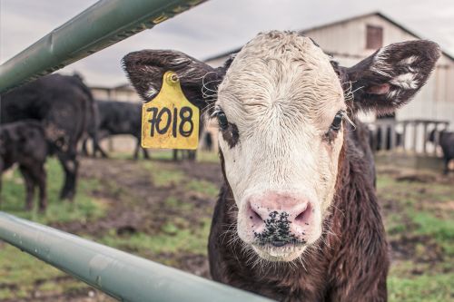 В Чистополе молочная ферма была выставлена на продажу за 315 млн. руб.