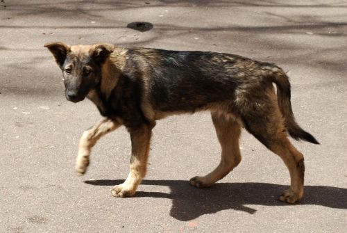 В Пестречинском районе выделят около 170 тысяч рублей на отлов и содержание бездомных животных