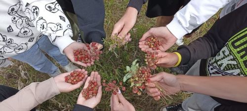 Гимназисты проводят каникулы с пользой