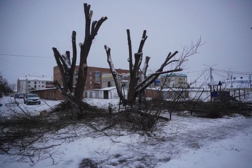Дерево как дерево, но что-то в нем есть...