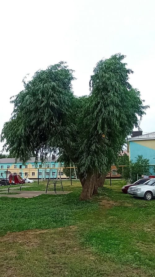 Дерево как дерево, но что-то в нем есть...