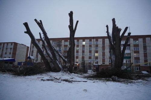 Дерево как дерево, но что-то в нем есть...