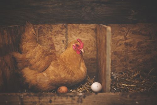 15 января — что нельзя и что можно делать в Куриный праздник, день Сильвестра