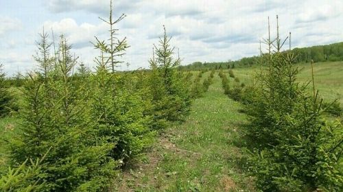 В 2023 году в Татарстане и еще в 13 регионах не допущено возникновения лесных пожаров