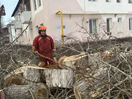 Старые тополя больше не угрожают безопасности уруссинцев