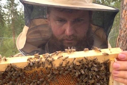 В Мурманской области была найдена самая северная пасека на планете