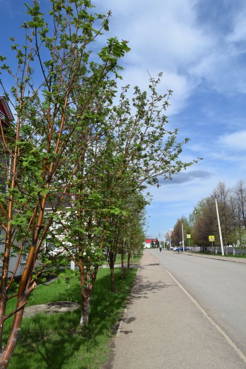 Погода в Уруссу на 18 мая