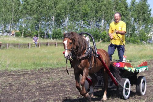 Эх, гнедые, вороные, озорные скакуны!