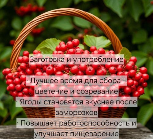 Если в доме есть калина, врач не понадобится