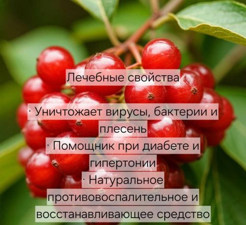Если в доме есть калина, врач не понадобится
