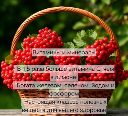 Если в доме есть калина, врач не понадобится