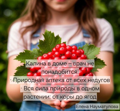 Если в доме есть калина, врач не понадобится