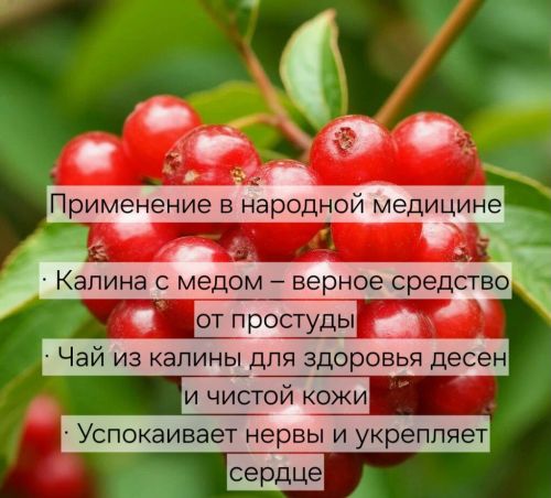 Если в доме есть калина, врач не понадобится