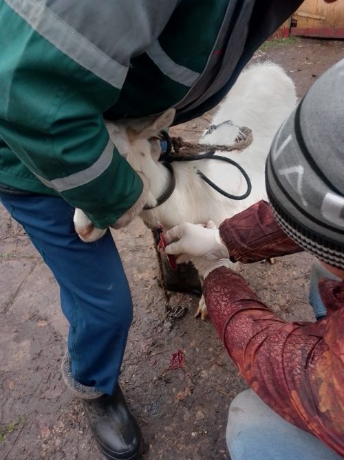 В Ютазинском районе вакцинируют скот и проводят беседы с животноводами
