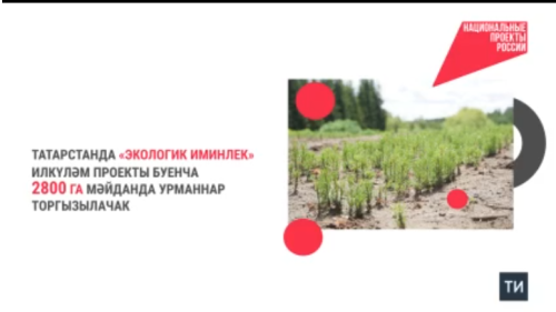 Татарстанда илкүләм проект буенча 2800 га мәйданда урманнар торгызылачак