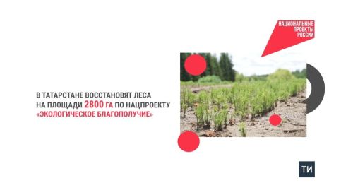 В Татарстане восстановят леса на площади 2800 га по нацпроекту