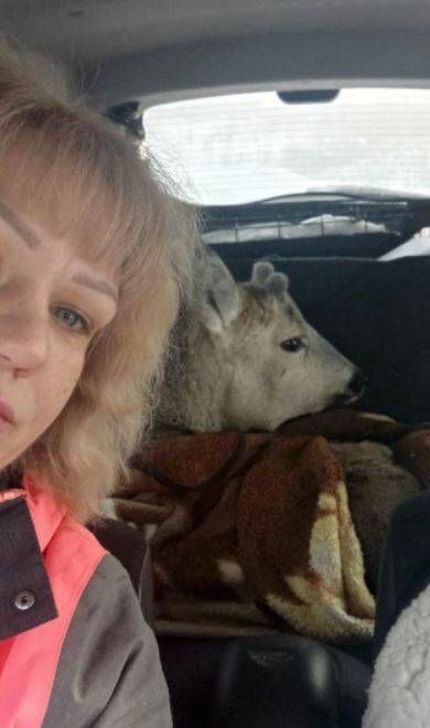 В Нижнекамске спасли косулю, застрявшую в заборе