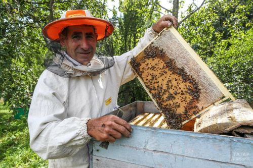 В Татарстане запустили портал для защиты пчел от химикатов