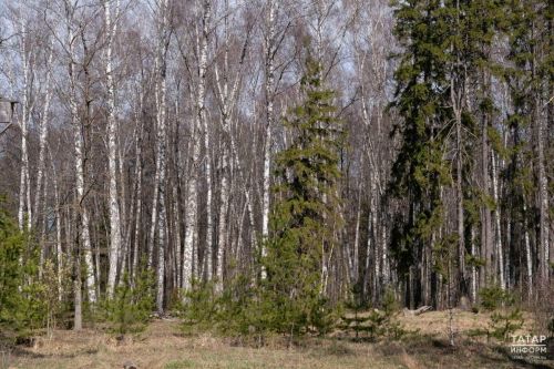 Безопасный отдых в Татарстане: шашлыки и пожары