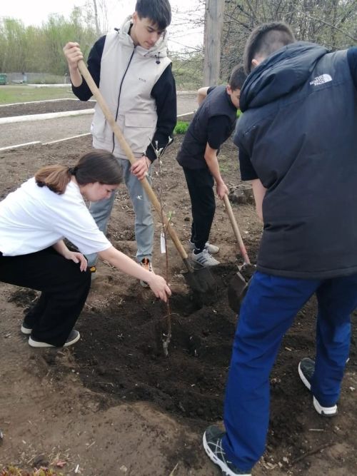 Сажая яблони, выпускники оставляют след в родной школе