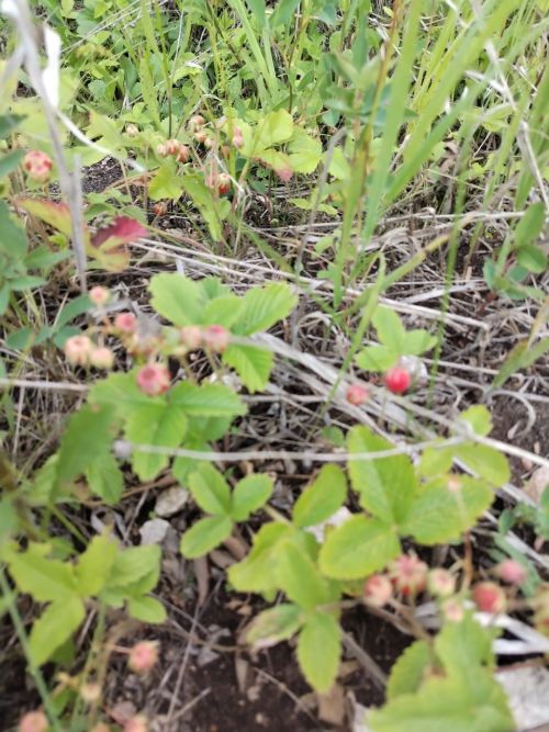 Гороскоп на 23 июня 2025 года