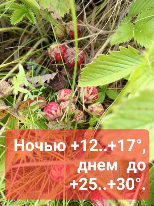 Прогноз погоды для Ютазинского района на воскресенье, 13 июля
