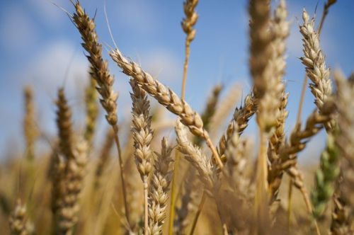 Экспорт сельхозпродукции Татарстана в Китай увеличился на 6,5%