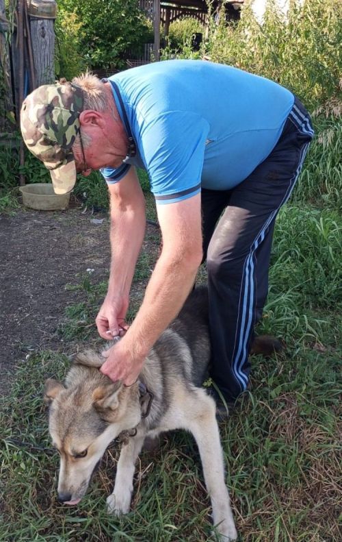 В Ютазинском районе продолжается работа по чипированию собак
