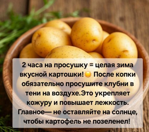 Сентябрь в Ютазинском районе: главные секреты уборки и хранения картофеля!