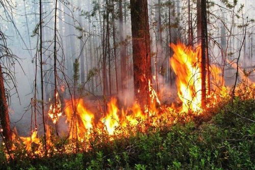 В Татарстане до 27 сентября сохранится высокая пожароопасность лесов