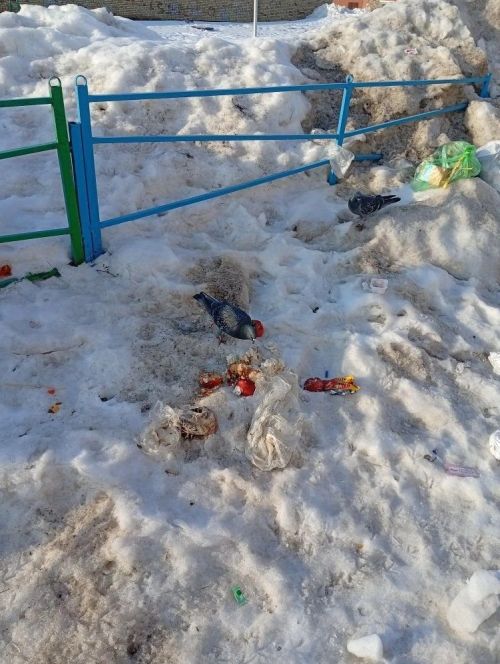 «Подснежники» нашего времени: весна в районе встречает как птиц, так и мусор