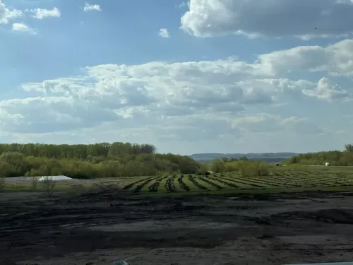 Здесь будет сосновый бор!