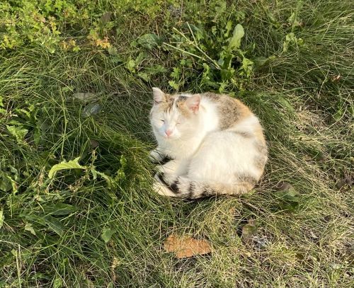 Кошачий лайфхак на утро: дайте себе время проснуться